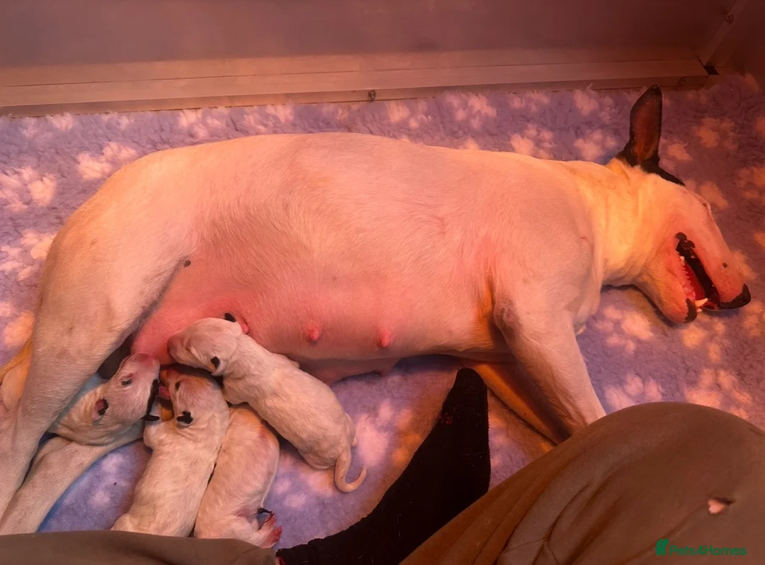 English Bull Terrier dogs for sale: Stunning English bull terrier puppies for sale  - Advert 24