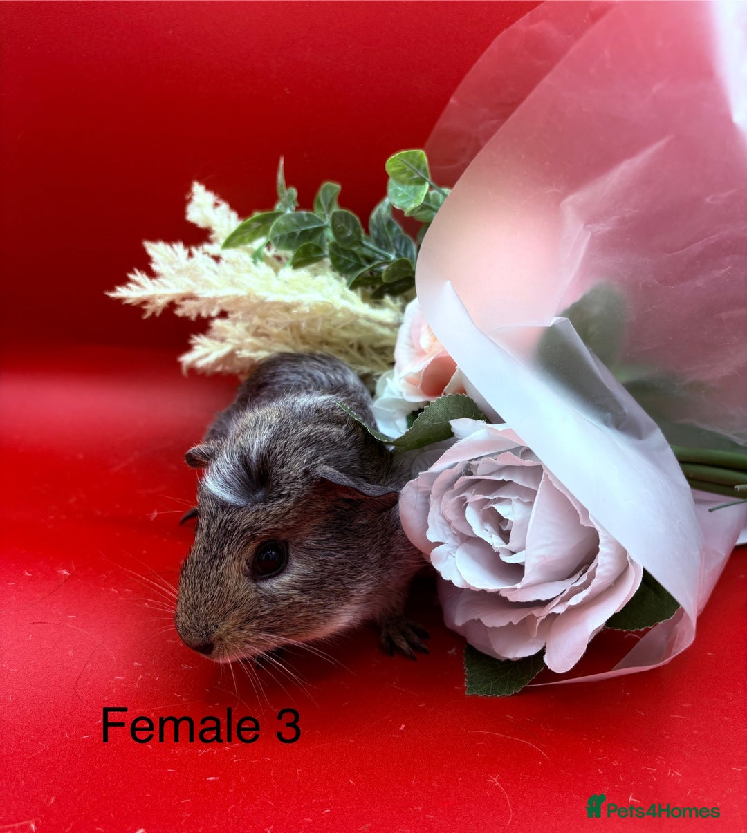 Guinea Pig rodents for sale: Beautiful female guinea pigs  - Image 3