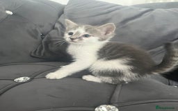 Mixed Breed cats for sale: Lovely kittens - Image 3