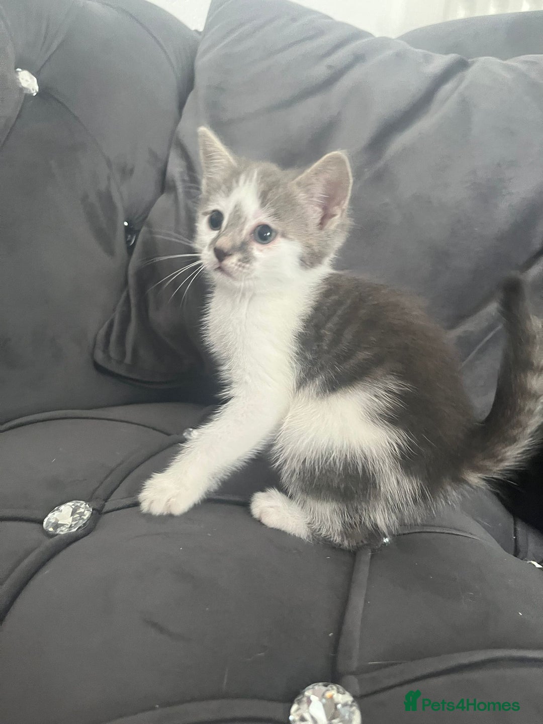 Mixed Breed cats for sale: Lovely kittens - Image 3