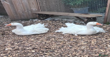 Geese poultry - Advert 11