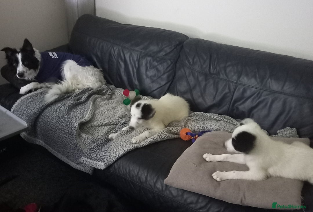 Border Collie dogs for sale: Beautiful Border Collie pups - Image 5