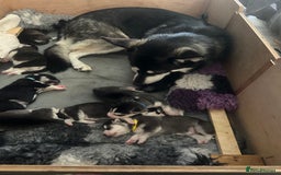 Siberian Husky dogs for sale: Husky pups 1 beautiful girl & 1 handsome boy left. - Image 14