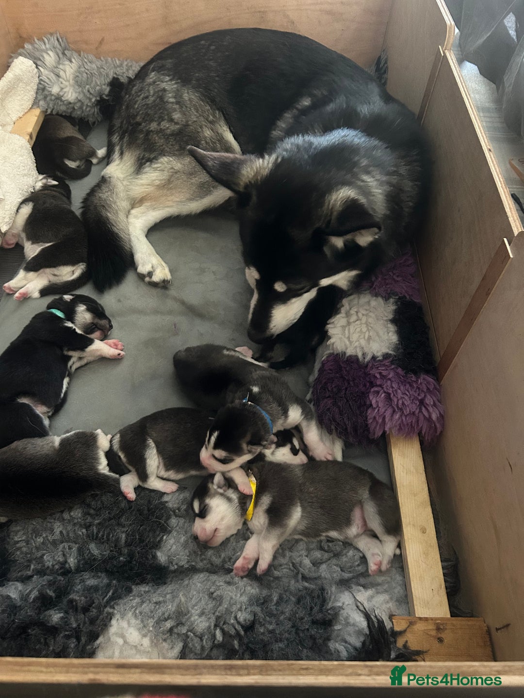 Siberian Husky dogs for sale: Husky pups 1 beautiful girl & 1 handsome boy left. - Image 14