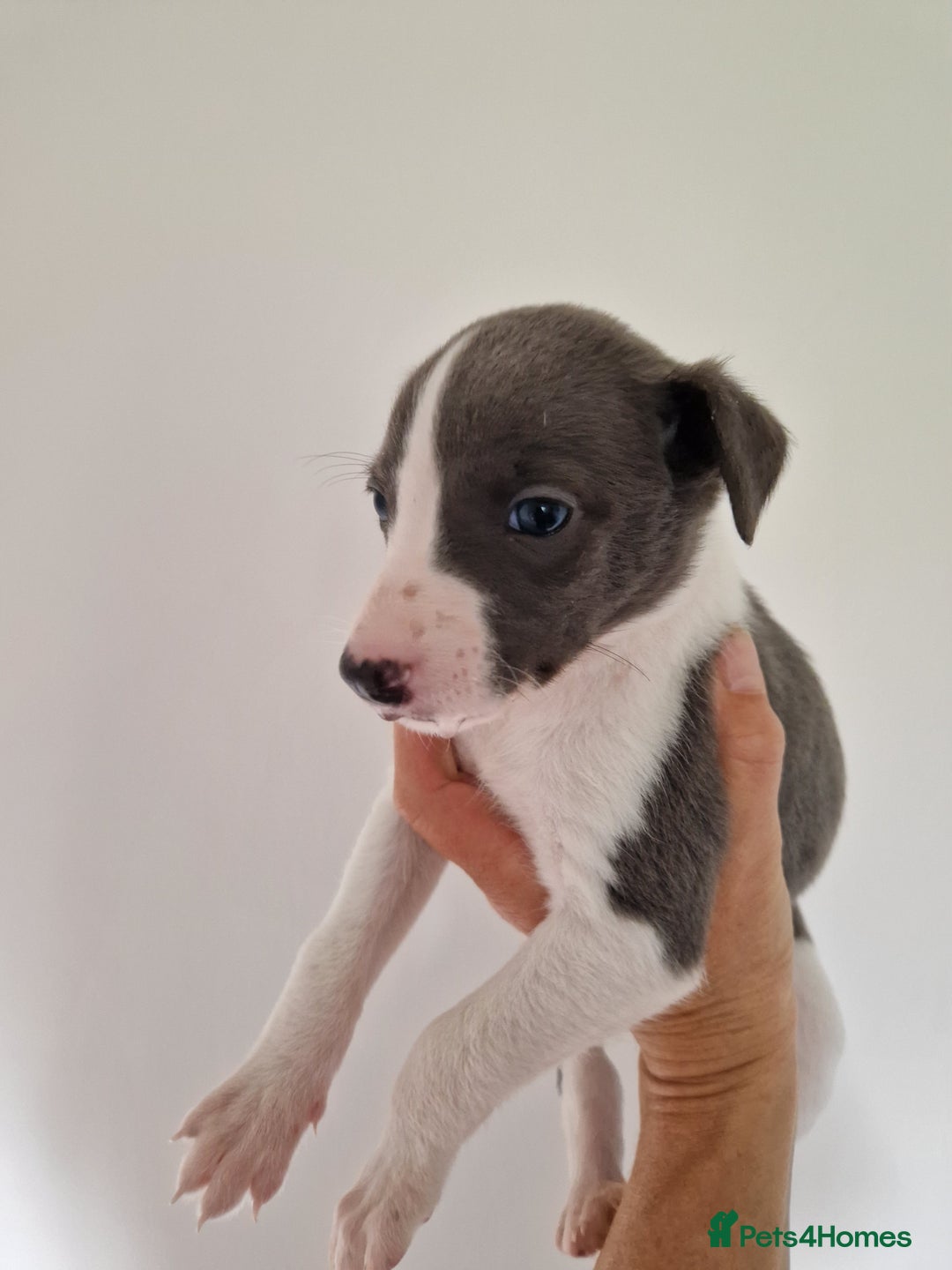 Whippet dogs for sale: Heart and Health checked KC Blue Whippets. - Image 10