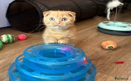 Munchkin cats for sale: Exceptional Quality & Extremely Rare Silver Minuet - Image 9