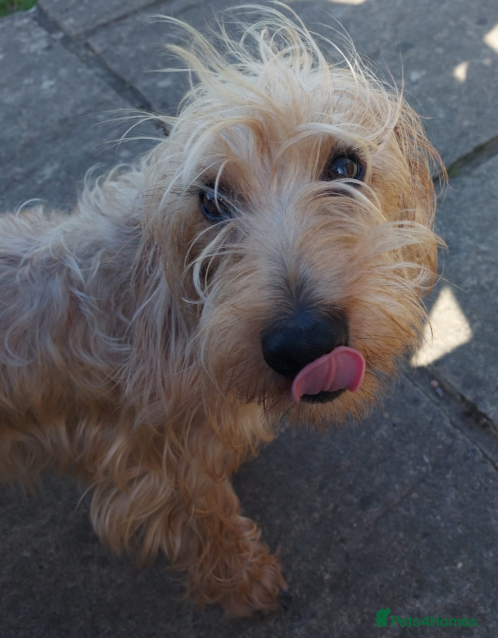 Dachshund dogs Standard soft wirehaired Daschund - KC reg. - Advert 2