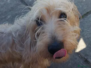 Dachshund dogs Standard soft wirehaired Daschund - KC reg. - Advert 2