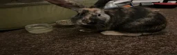 Harlequin rabbits for sale: Bunny: Toucan, Unsure of Breed - Best homes only in Filey - Advert 1