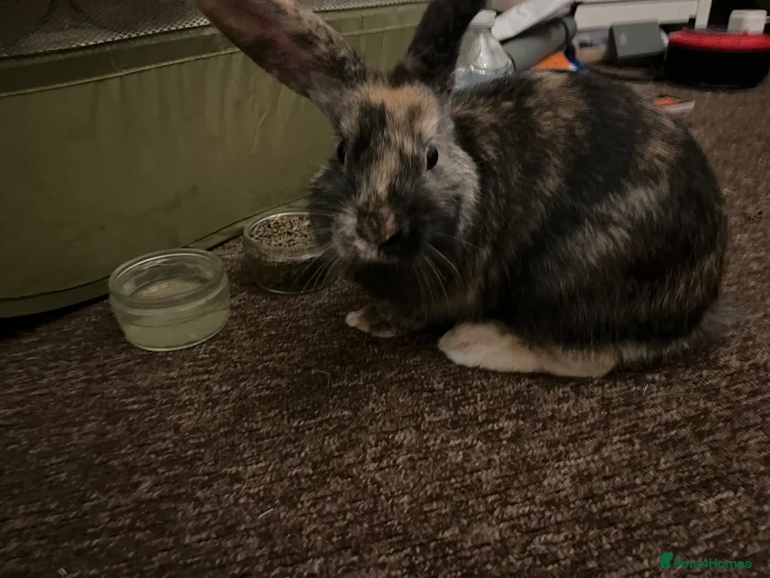 Harlequin rabbits for sale: Bunny: Toucan, Unsure of Breed - Best homes only in Filey - Advert 1