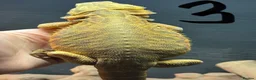 Bearded Dragon reptiles for sale: Bearded dragons - Advert 7