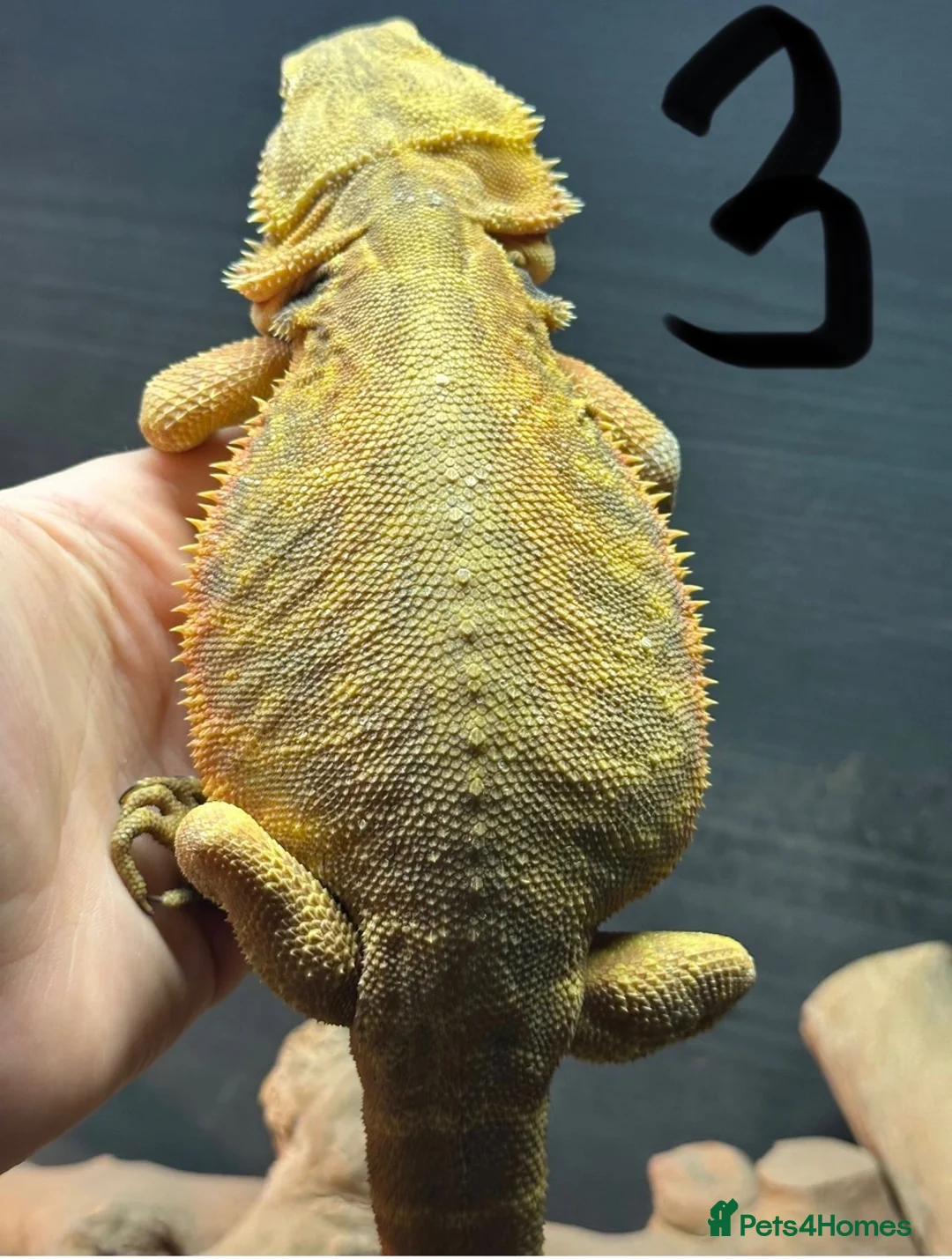 Bearded Dragon reptiles for sale: Bearded dragons - Advert 7