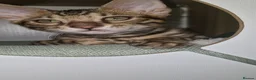 Bengal cats for sale: TICA Genetic Health Tested Kittens - Advert 3