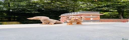 Miniature Dachshund dogs for sale: KC registered. Miniature Dachshunds. PRA clear. - Advert 4
