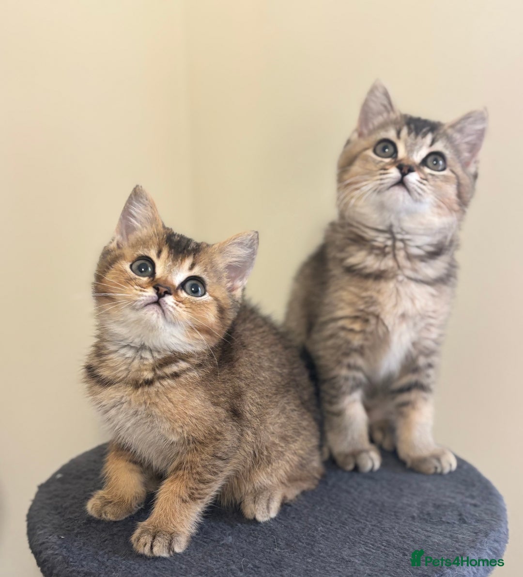 British Shorthair cats for sale: Ready to go BS kittens  - Image 32