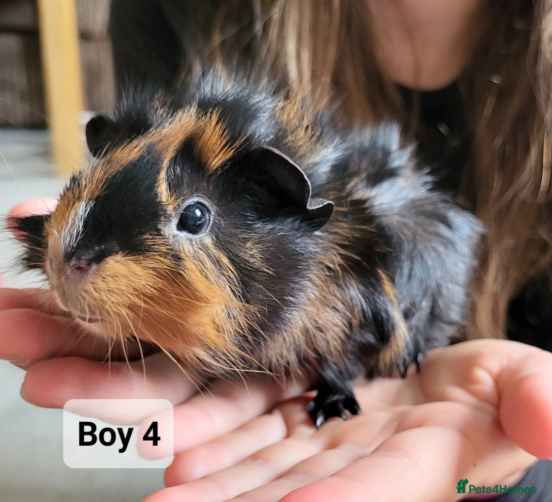 Guinea Pig rodents for sale: Male guinea pigs - Image 7