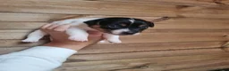 Jack Russell dogs for sale: Jack Russell litter - Advert 5