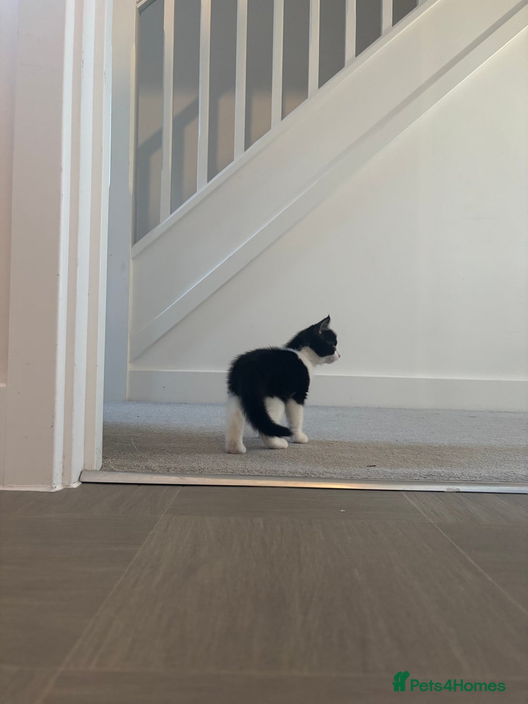 Mixed Breed cats for sale: Kittens £80 for both  - Advert 3