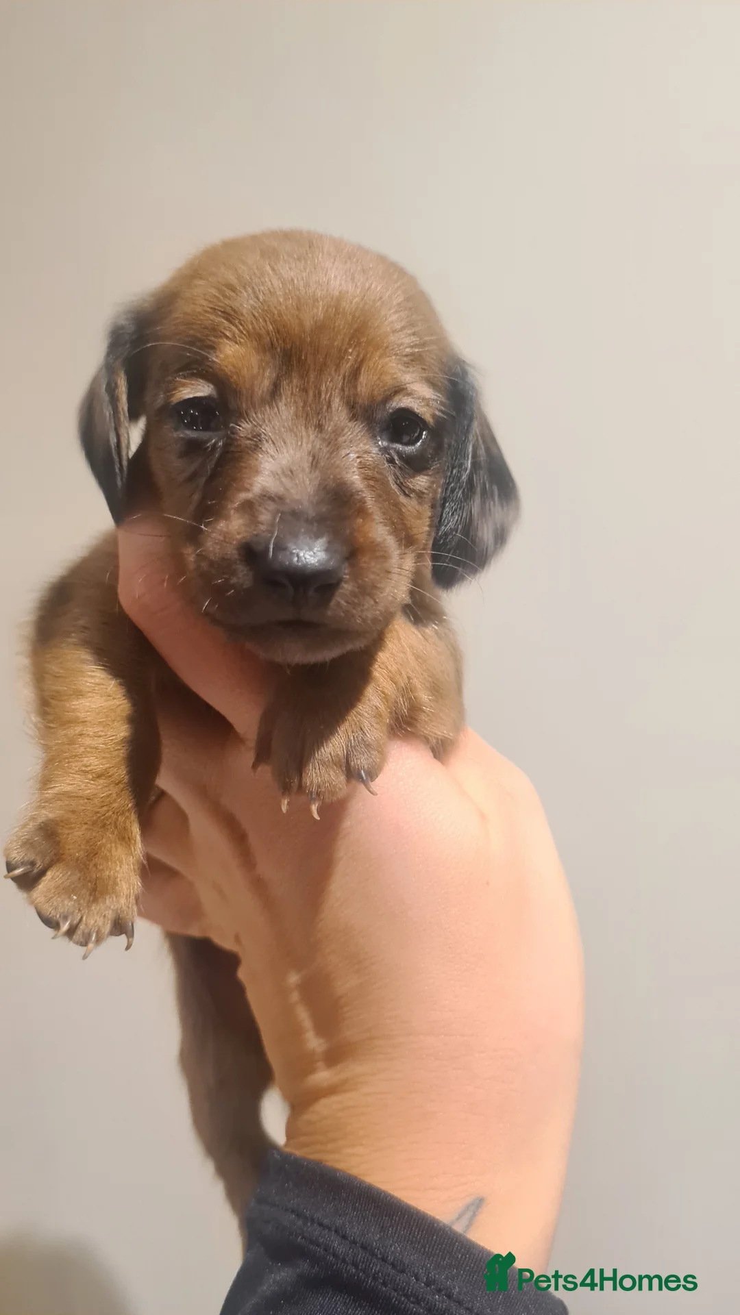 Miniature Dachshund dogs for sale: Beautiful bundle of boy mini daxies 5 boys left  - Advert 10