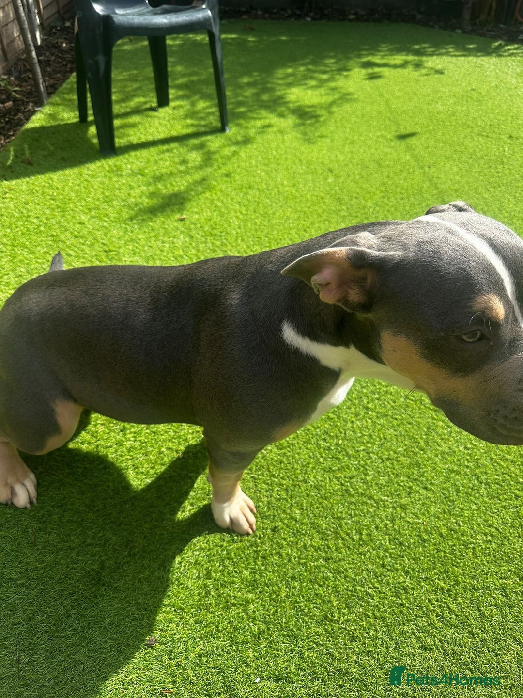 Mixed Breed dogs for sale: Milo staff x French bulldog - Image 5
