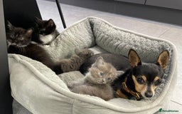 Ragdoll cats for sale: Lovely, healthy, playful, ragdoll cross kittens - Image 10