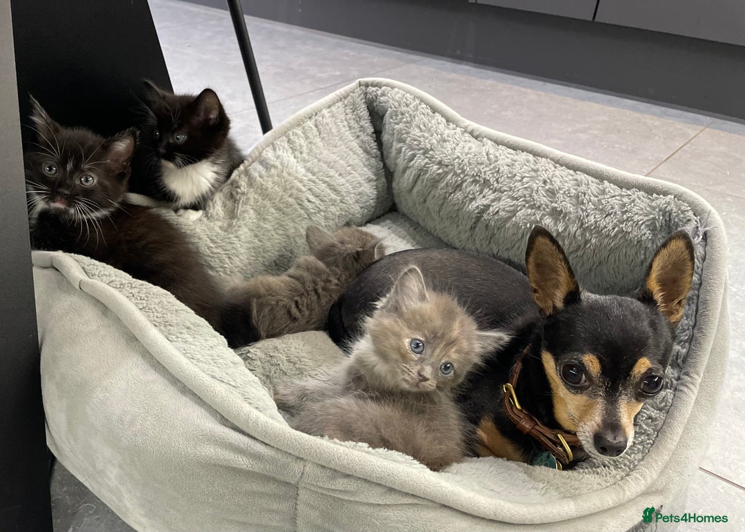 Ragdoll cats for sale: Lovely, healthy, playful, ragdoll cross kittens - Image 10