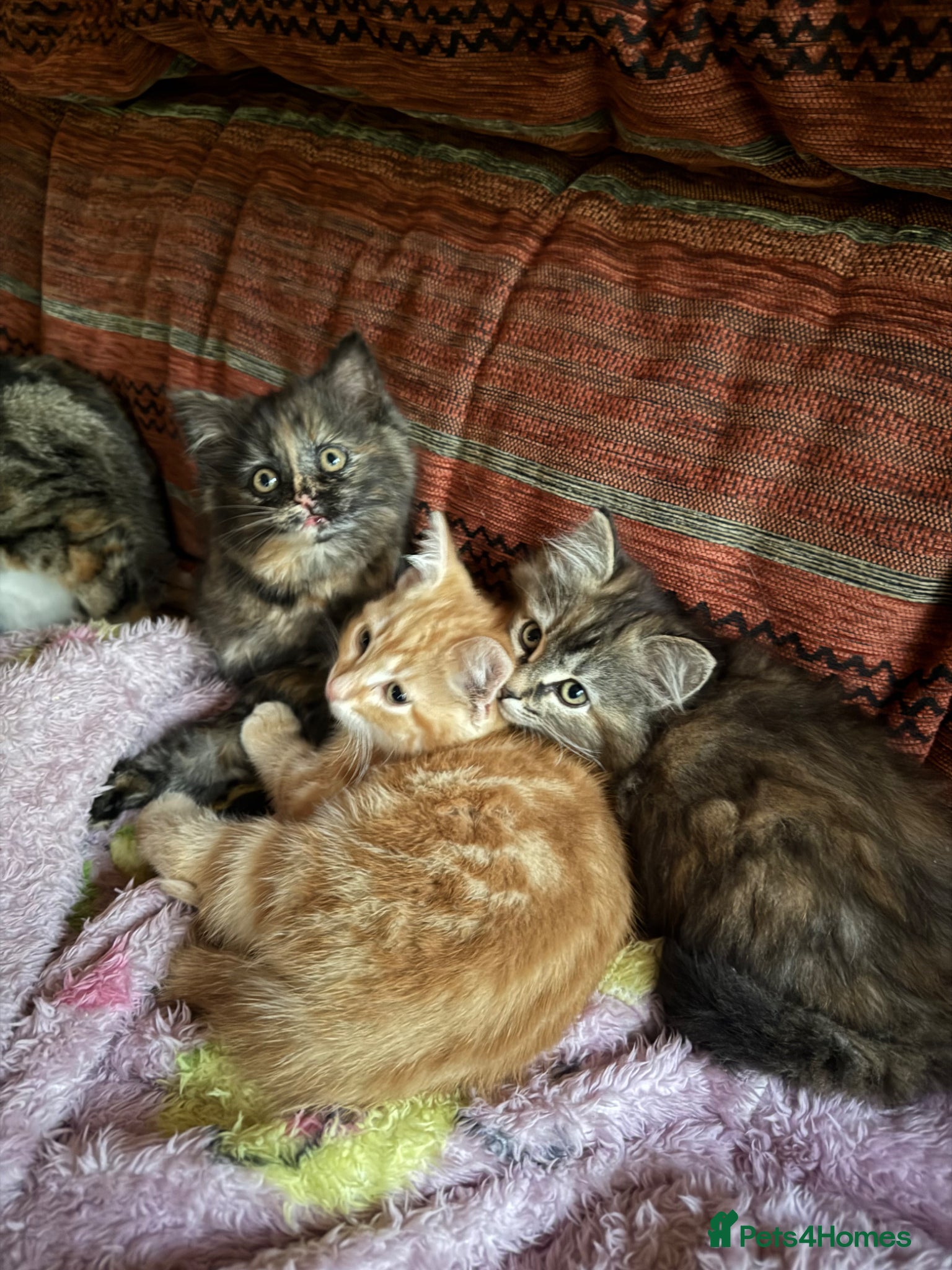 Mixed Breed cats for sale: Beautiful fluffy kittens  - Advert 6