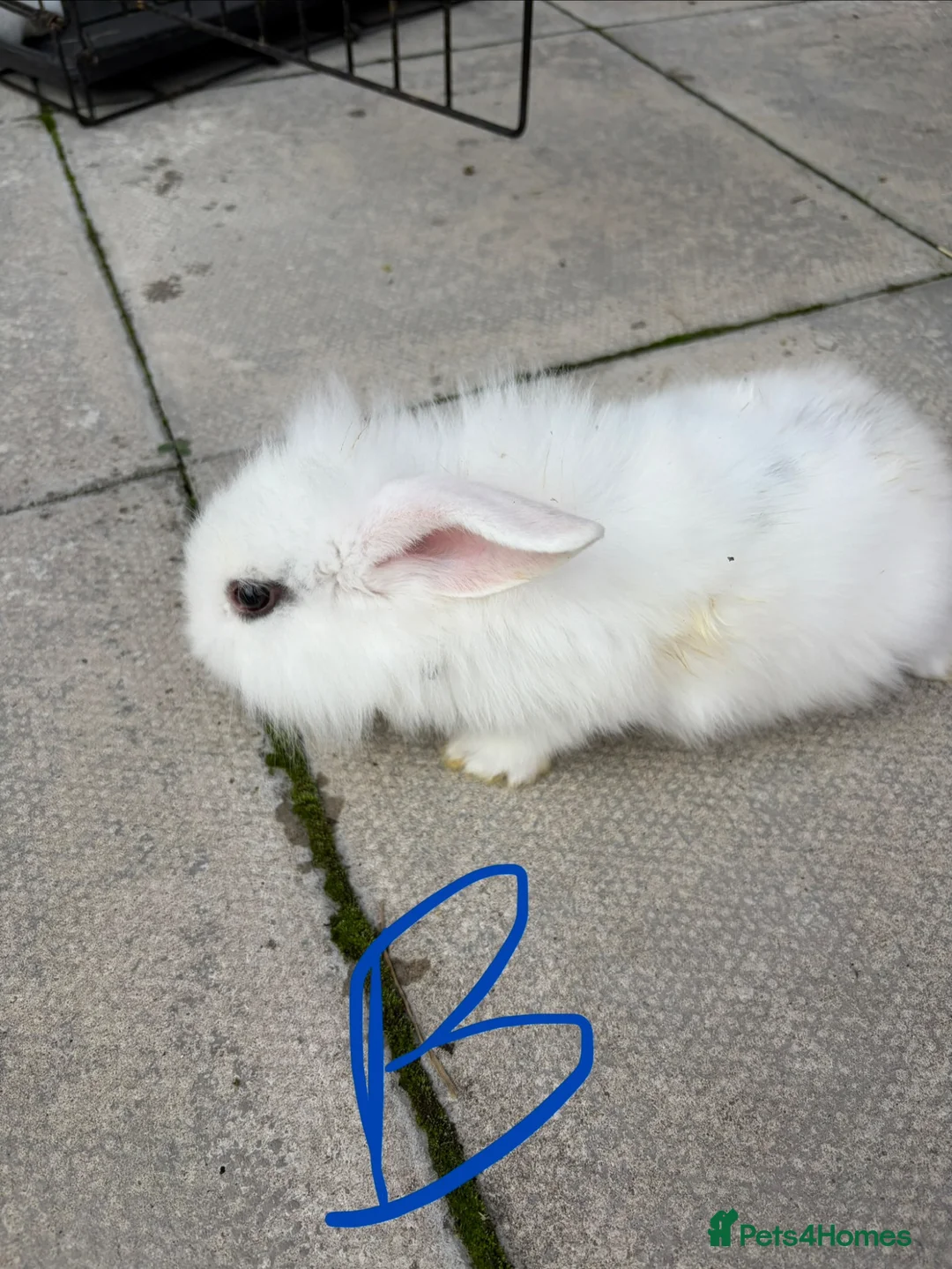 Lionhead rabbits for sale: Baby lionheads - Advert 3