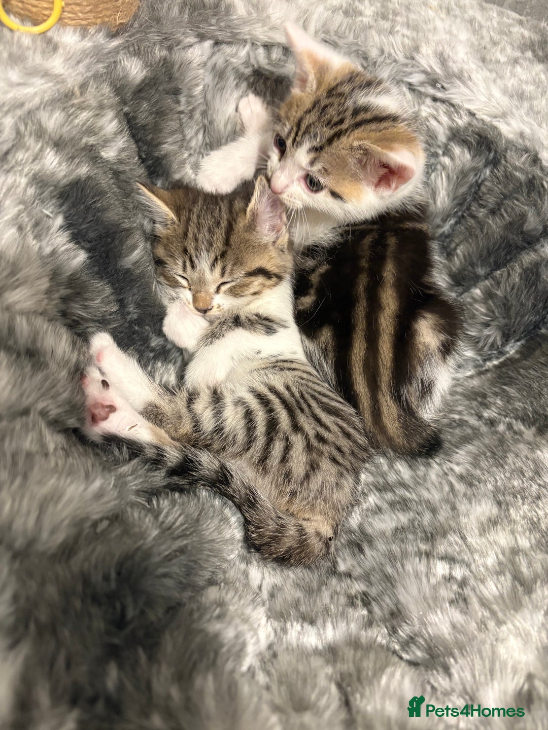 Mixed Breed cats for sale: mixed savvanh with domestic cat - Image 9