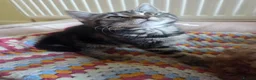 Mixed Breed cats for sale: Tabby cross persian kittens for sale  - Advert 12