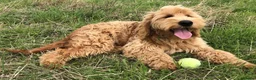 Goldendoodle dogs for sale: Phoebe F1 Miniature Goldendoodle - Advert 13