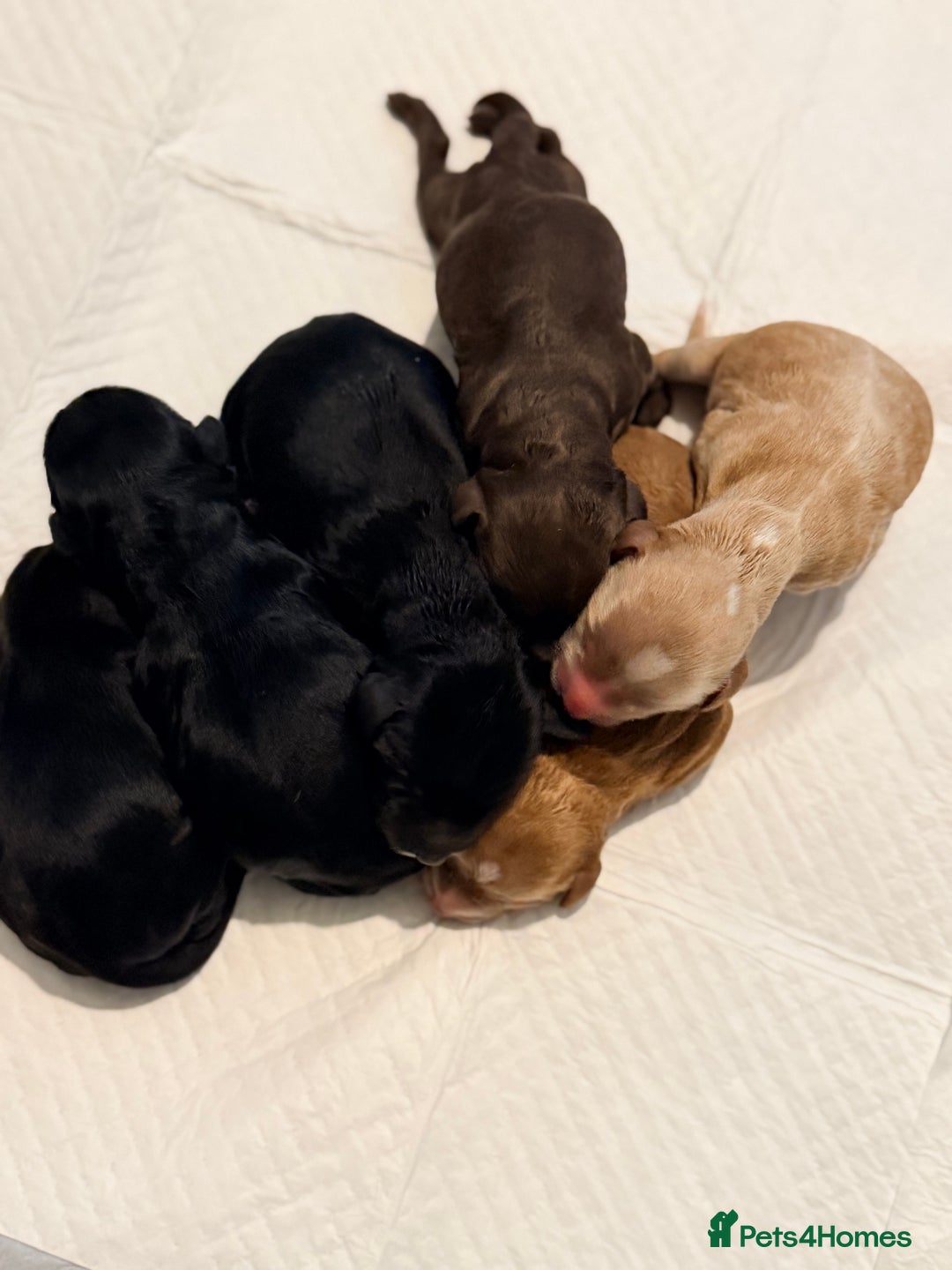 Cockapoo dogs for sale: Adorable Puppies Looking for Their Forever Homes! - Advert 4