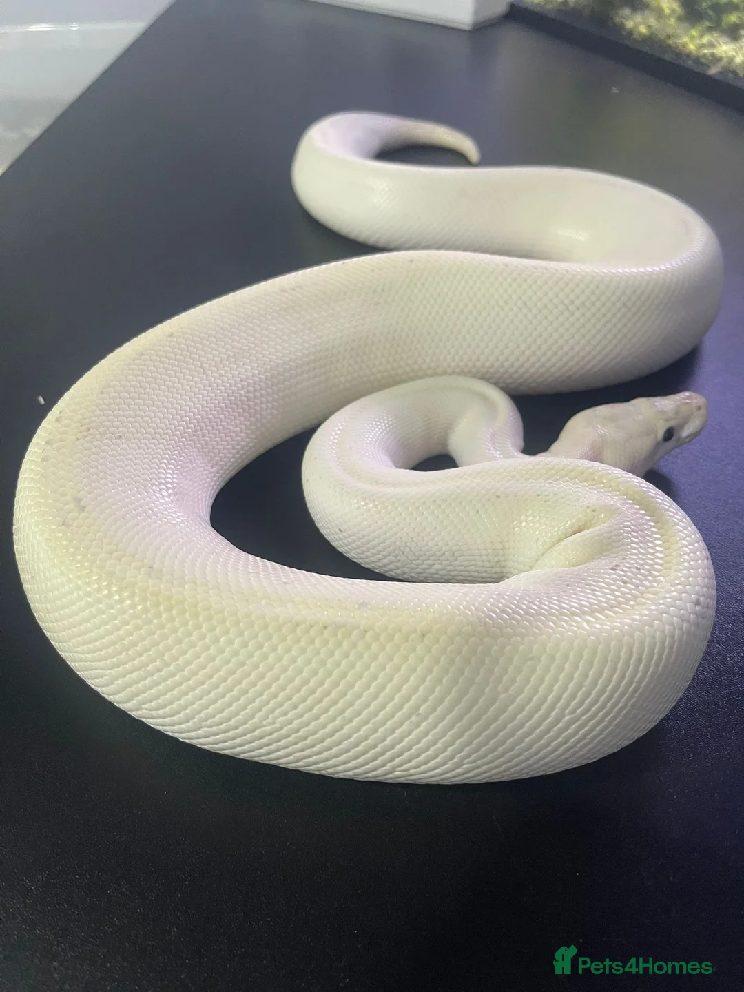 Snake reptiles for sale: Ball/royal pythons - Advert 1