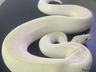 Snake reptiles Ball/royal pythons - Advert 5