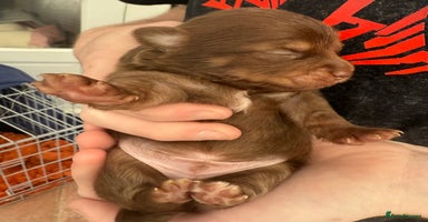 Pomchi dogs - Advert 2