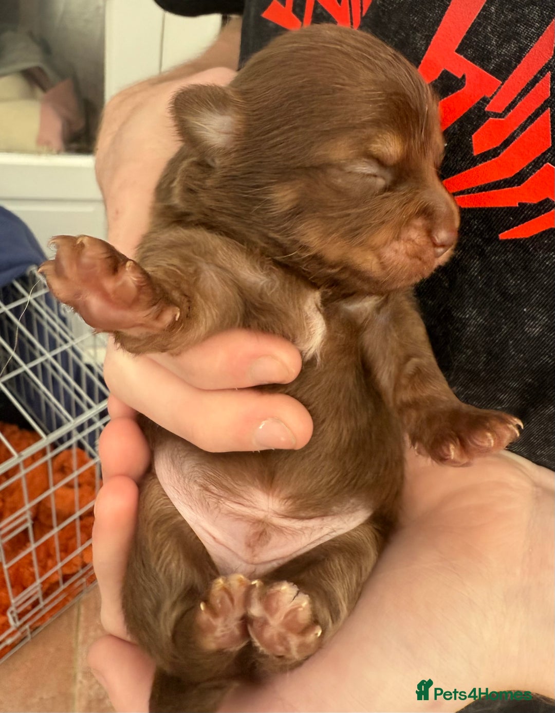 Pomchi dogs for sale:  **  Beautiful Pomchi loved & socialised  - Image 3