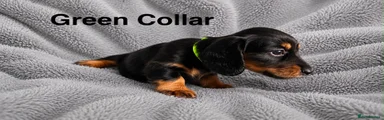 Dachshund 1