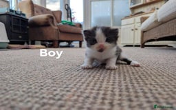 Ragdoll cats for sale: Ragdoll Cross kittens in Ilminster - Image 7