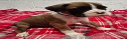 Boxer dogs for sale: Kc boxer puppies - Advert 16