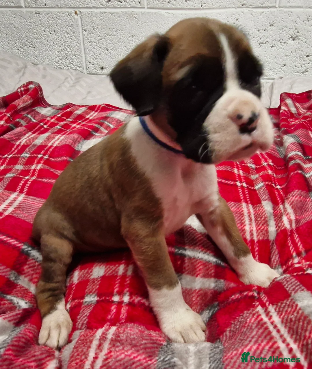 Boxer dogs for sale: Kc boxer puppies - Advert 16