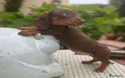 Dachshund dogs for sale: Stunning miniature dachshund pups  - Image 5