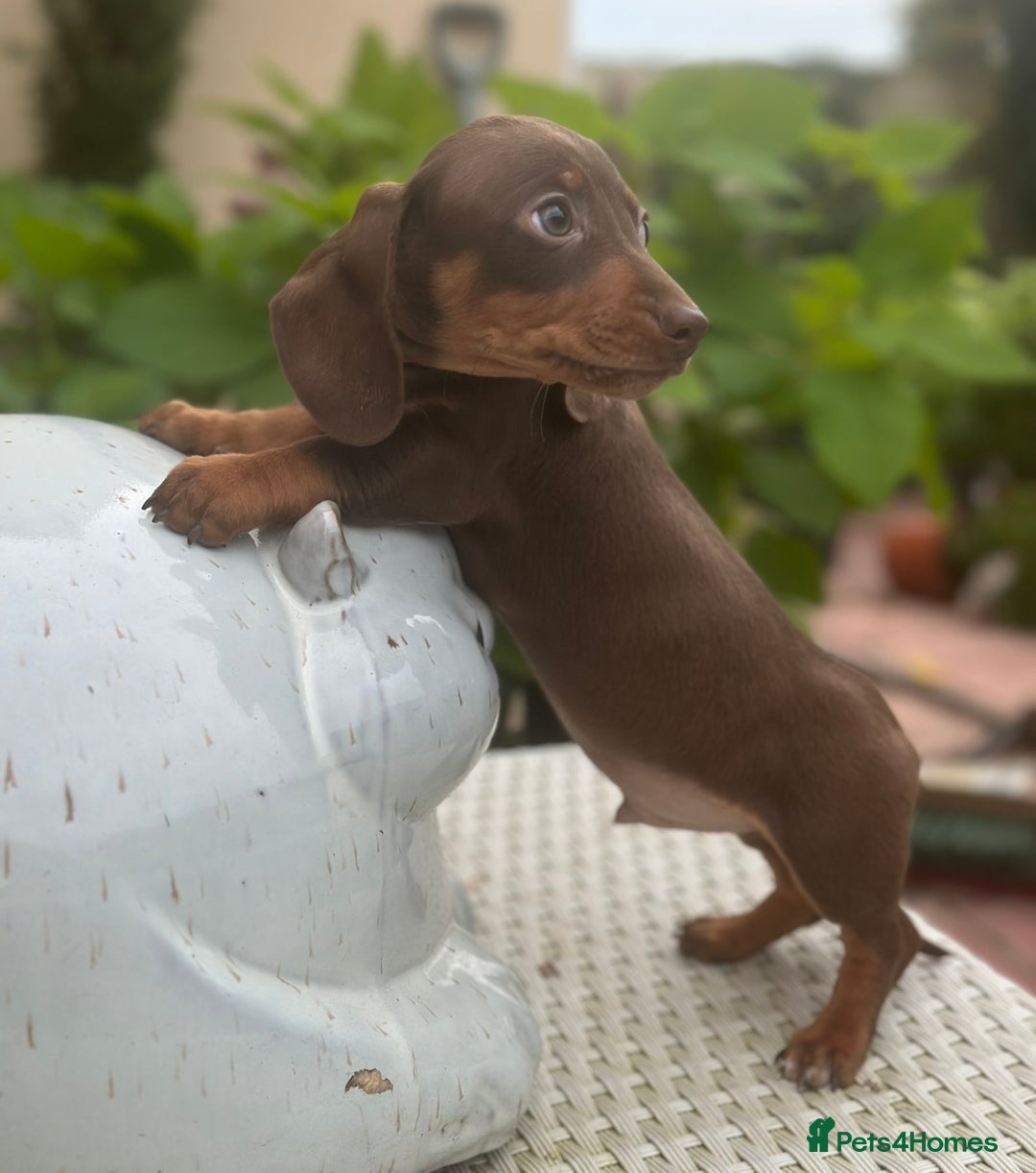 Dachshund dogs for sale: Stunning miniature dachshund pups  - Image 5