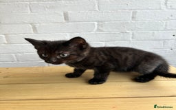 British Longhair cats for sale: Ready to home🤍 3 Black Tabby & 2 Multicoloured - Image 18