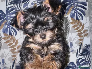 Yorkshire Terrier dogs Yorkshire terrier - Advert 1