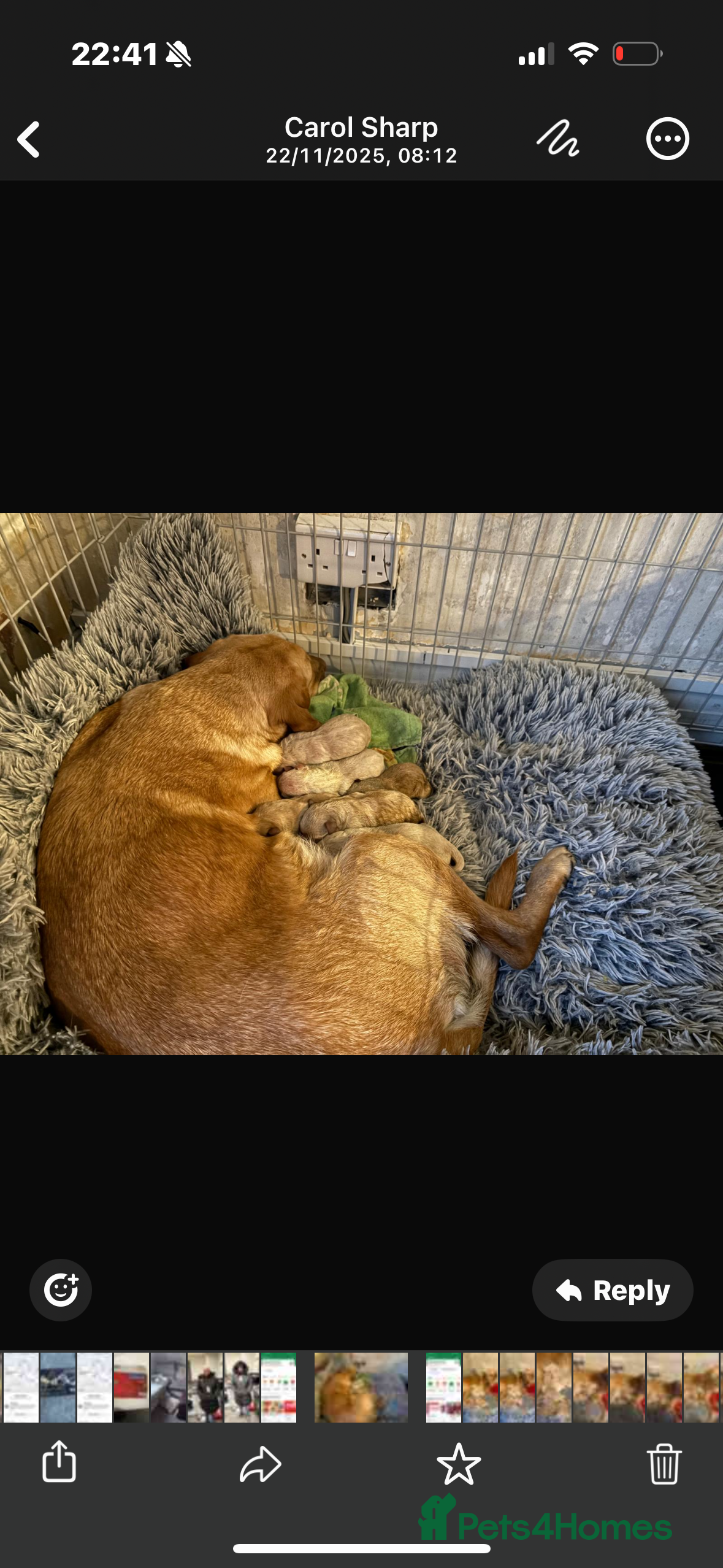 Labradoodle dogs Labradoodle puppies looking for loving homes - Advert 1