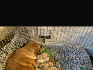 Labradoodle dogs Labradoodle puppies looking for loving homes - Advert 6