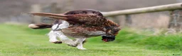 English Springer Spaniel dogs for stud: Fully health tested heavily marked stud - Advert 2