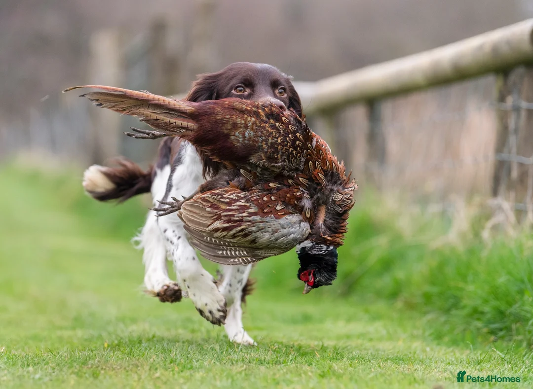 English Springer Spaniel dogs for stud: Fully health tested heavily marked stud - Advert 2