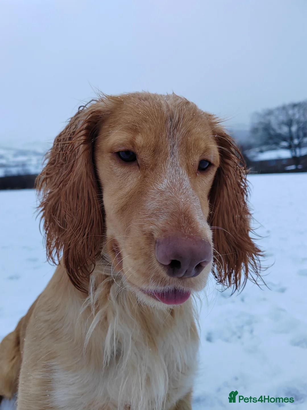 Cocker Spaniel dogs for stud: KC REGISTERED WORKING COCKER SPANIEL FOR STUD in Rhayader - Advert 6