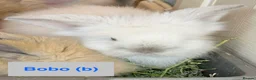 Lionhead rabbits for sale: Double Maned Lionheads Babies - Advert 16